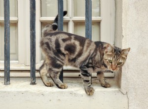 87 francouzských kočičích jmen s pařížským vkusem