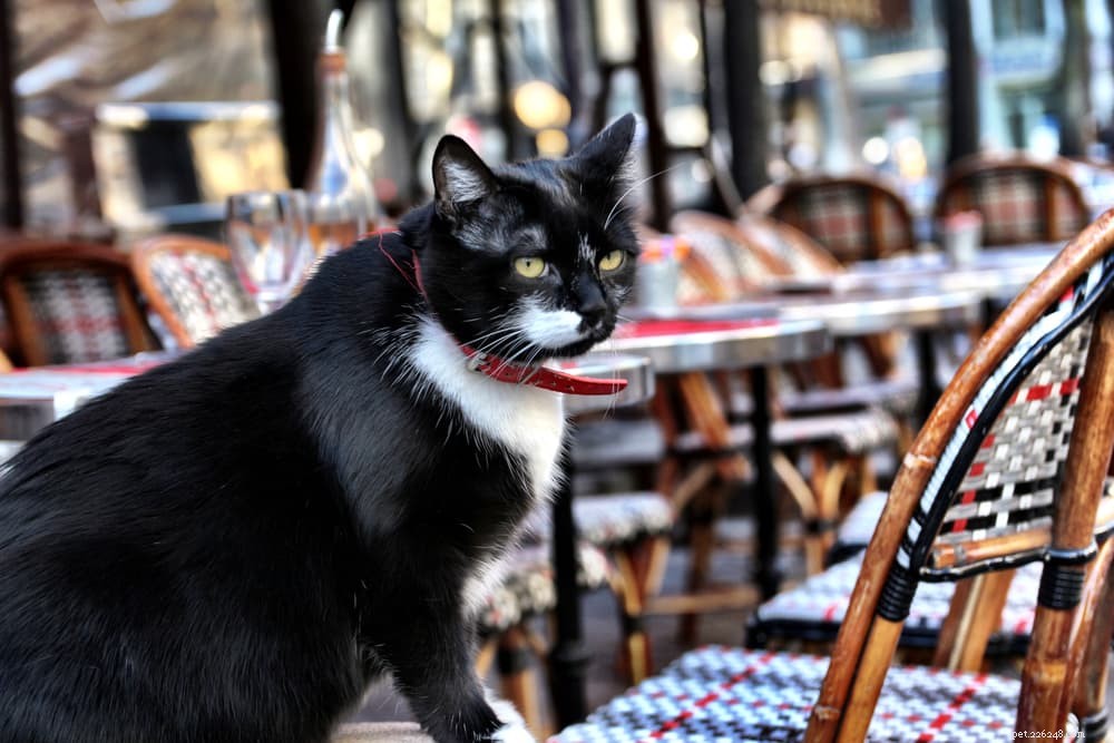 パリのフレアと87のフランスの猫の名前 