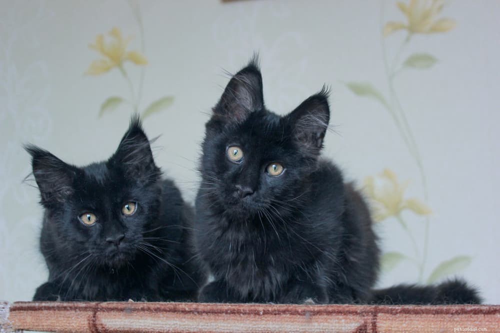 139 nomes para gatos pretos
