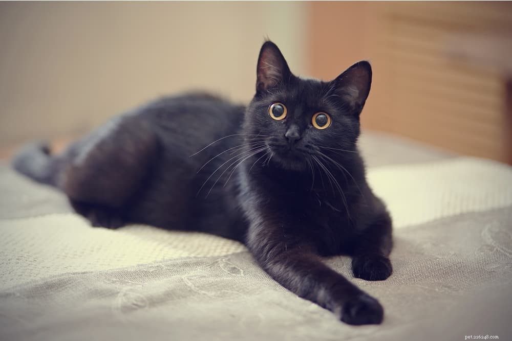 139 имен для черных кошек