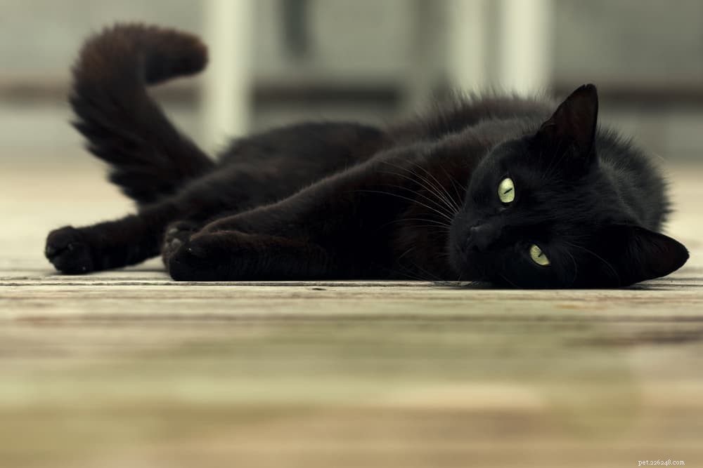 검은 고양이 이름 139개