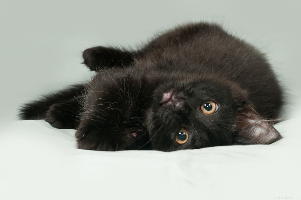 139 noms pour chats noirs