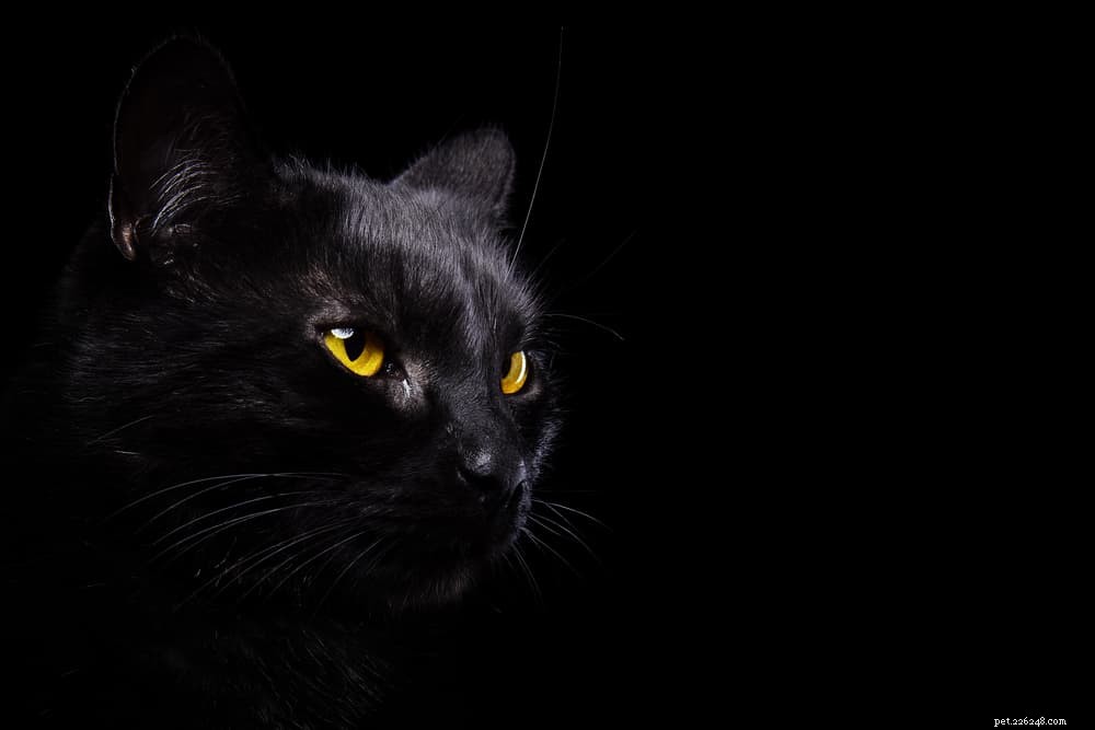 139 namen voor zwarte katten