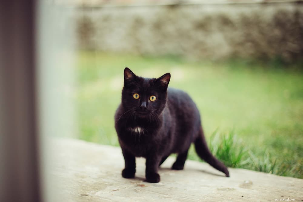 139 namn för svarta katter