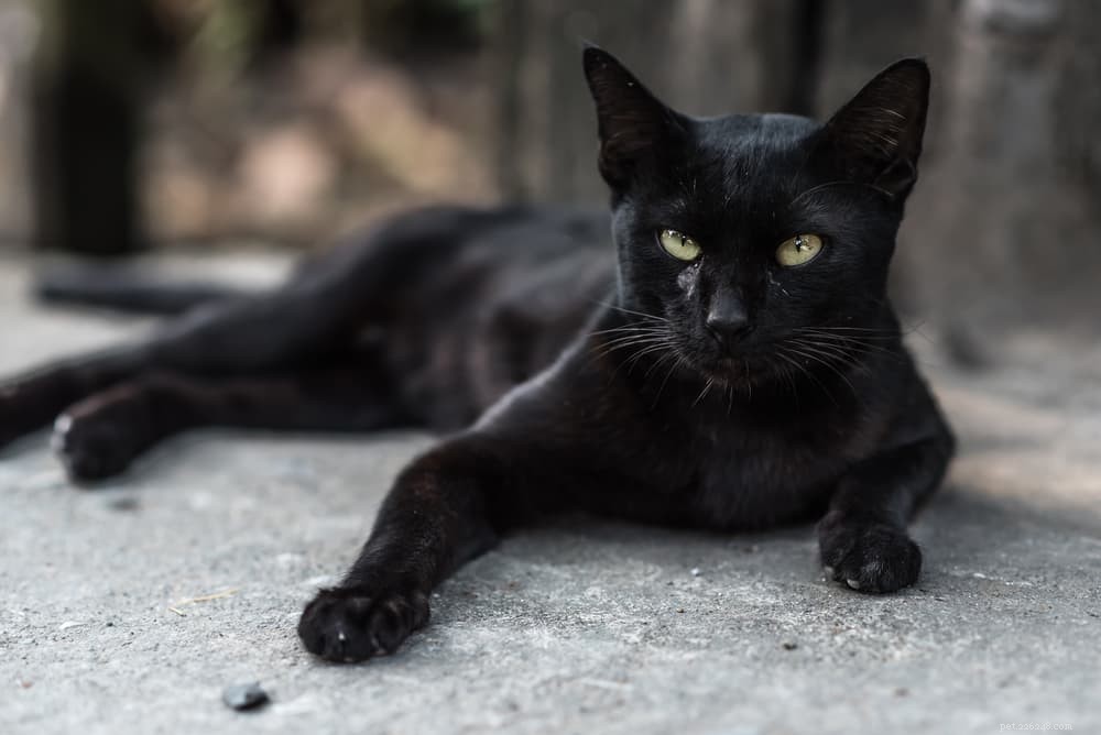 139 namn för svarta katter