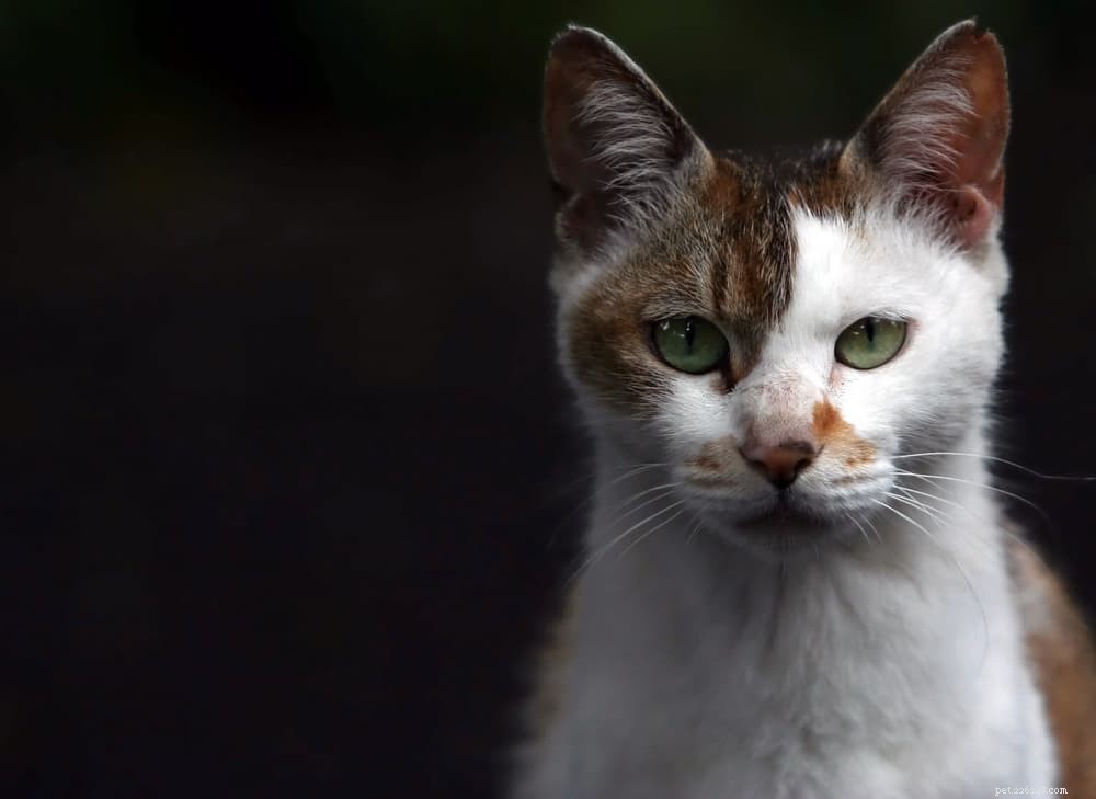 40 kouzelnických kočičích jmen pro temperamentní kočky