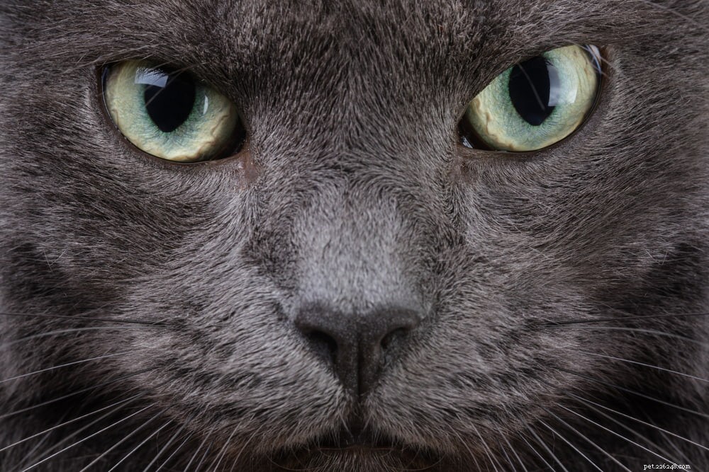 63 noms de chats gris pour félins argentés