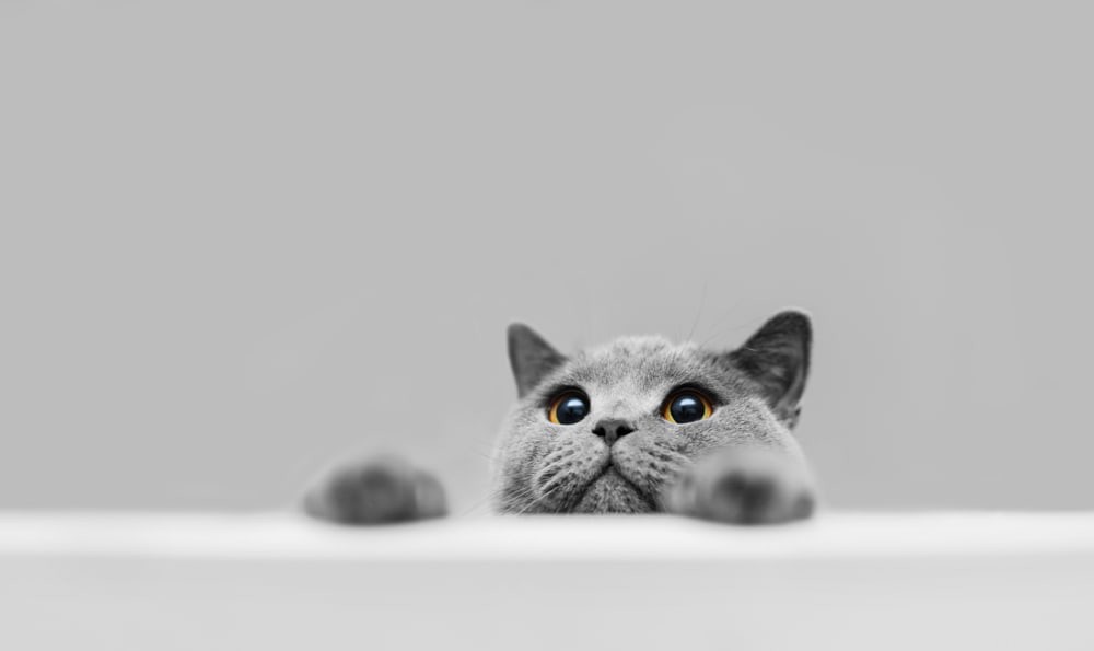 63 grå kattnamn för silverfärgade kattdjur