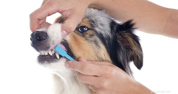 Dicas de higiene para animais de estimação que você precisa seguir agora
