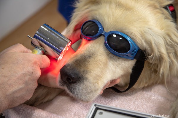 Holistische behandelingen voor pijntjes bij uw hond