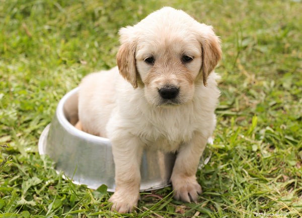 ペットのメンタルヘルスの利点：犬を飼うことがあなたにとって良い理由 