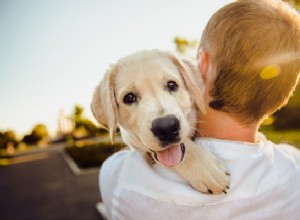 Benefícios para a saúde mental dos animais de estimação:por que ter um cachorro é bom para você