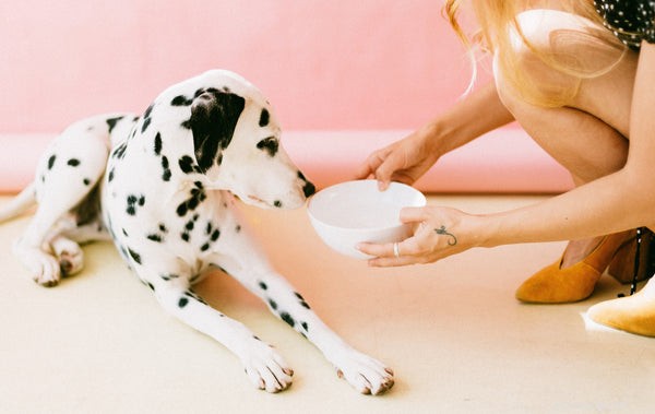 Hondenhygiëne:wat moet u weten?