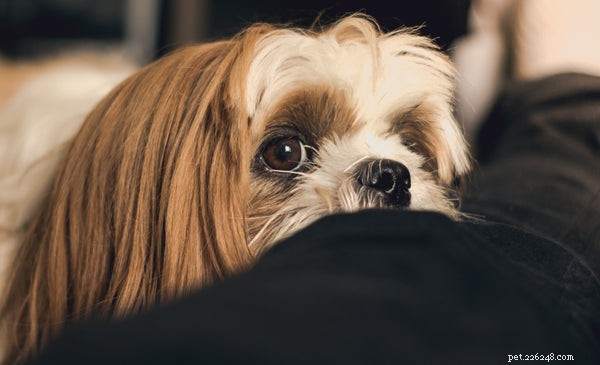 Hondenhygiëne:wat moet u weten?