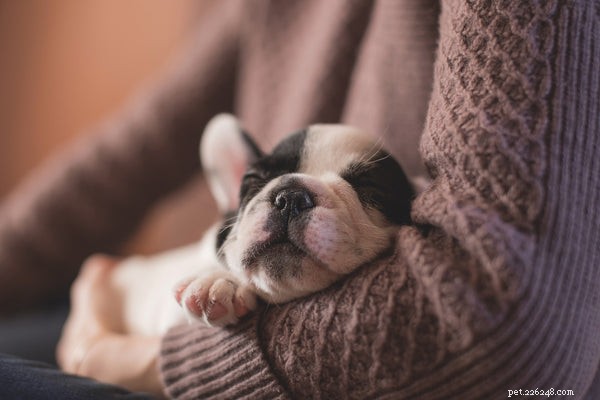 Puppy-Proofing Your Home:4 Ways To Do It