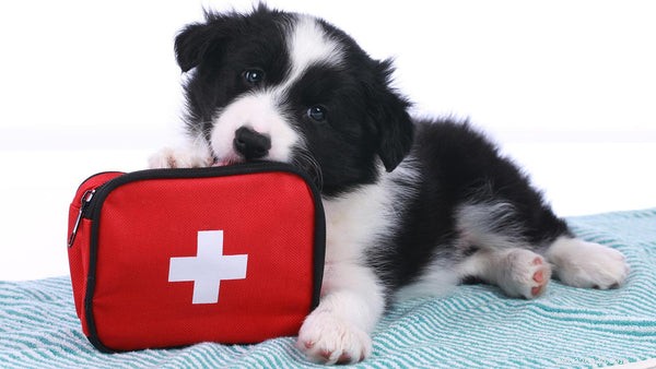 基本的なペットの応急処置について知っておくべきこと 