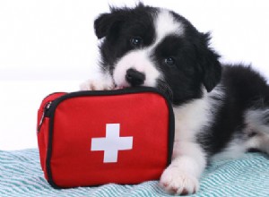 Vad du behöver veta om grundläggande första hjälpen för husdjur