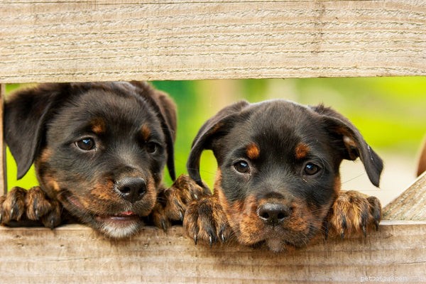 Защита вашего дома от щенков:4 способа сделать это