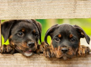 Защита вашего дома от щенков:4 способа сделать это