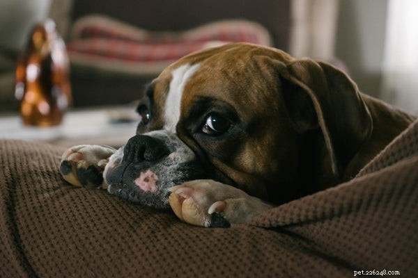 Cosa dare da mangiare al tuo bulldog francese:guida informativa completa