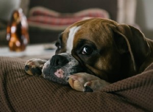 Vad ska du mata din franska bulldogg:Komplett informativ guide