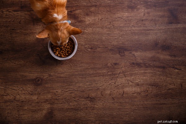 Citlivost na domácí mazlíčky:6 tipů, jak pečovat o zvíře s potravinovými alergiemi