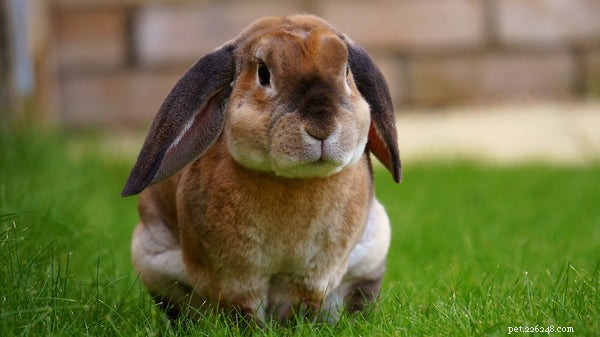 Анатомия кролика:правда о хлопковом хвосте