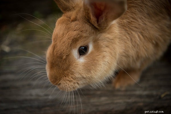 Anatomia del coniglio:la verità del silvilago