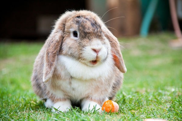 Анатомия кролика:правда о хлопковом хвосте