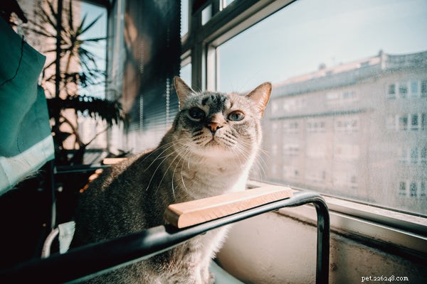 Abilità cognitive di un gatto:cosa pensa veramente di te il tuo gatto?