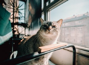 A Capacités cognitives du chat :que pense vraiment votre chat de vous ?