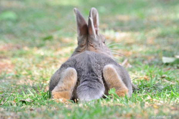 Rabbit Anatomy:The Truth of the Cottontail