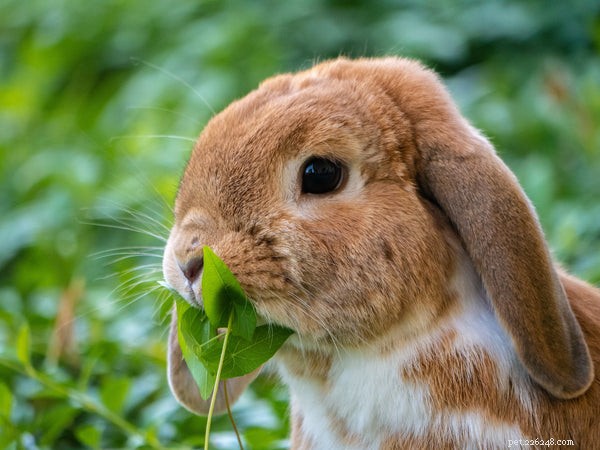 토끼 해부학:솜꼬리의 진실