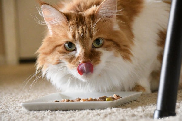 고양이 영양에 대한 최고의 비밀 알기