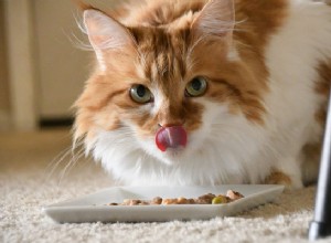 猫の栄養の秘訣を知る 
