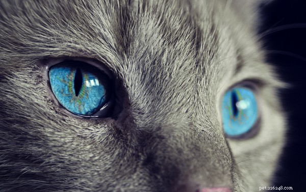 猫の認知能力：あなたの猫は本当にあなたのことをどう思いますか？ 