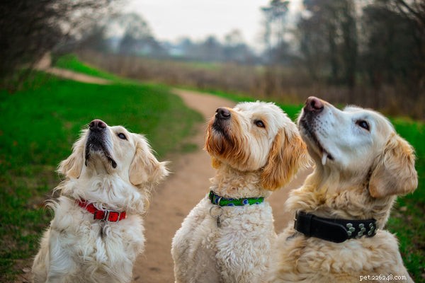 È il mese nazionale di Addestra il tuo cane:consigli per l addestramento dei cuccioli