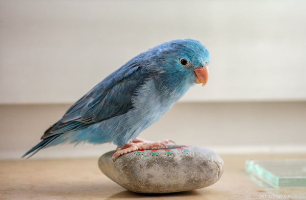 Мозг птиц:почему они очень умны