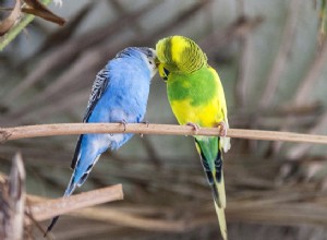 A Birds Brain:Why Theyre Highly Intelligent