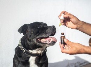 Como o óleo de cânhamo CBD para cães está se tornando um desejo entre os consumidores