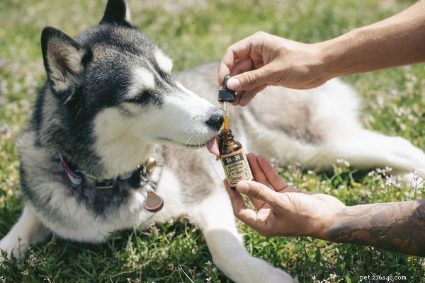 Comment l huile de chanvre CBD pour chiens devient un désir parmi les consommateurs