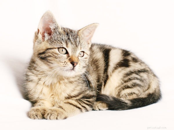 Är katter bra första husdjur? Fem skäl till att de är perfekta