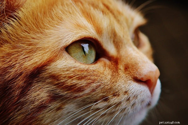 Хороши ли кошки для первых домашних животных? Пять причин, почему они идеальны