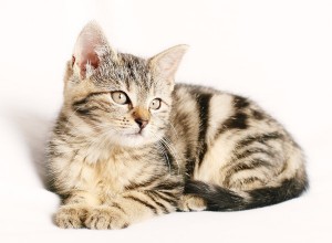 Fördelar med att äga en katt:Varför det är bra för dig
