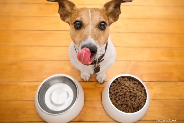 Mata din hund:Bästa matningstips för alla skeden av deras liv
