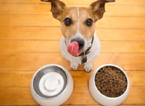 あなたの犬に餌をやる：彼らの人生のすべての段階のための最高の餌のヒント 