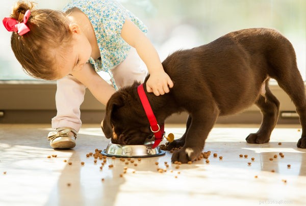 Comida de cachorro:realmente importa o que você usa?