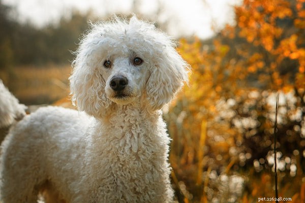 Voici cinq races de chiens vraiment intelligents à considérer