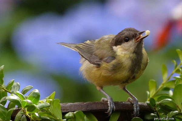 Aqui estão dicas valiosas para garantir que você tenha um pássaro saudável