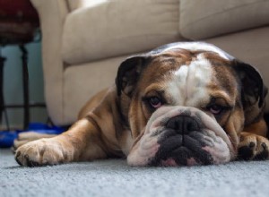 Dieta hipoalergênica para cães:por que você pode querer considerá-la